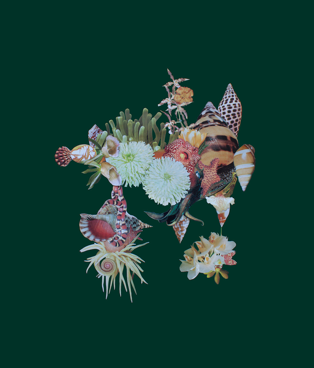 Ambrosia