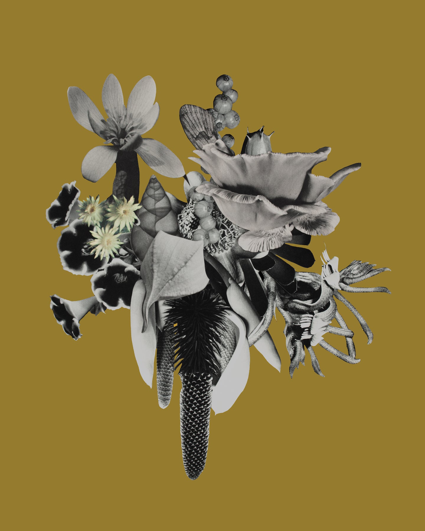 Foliose 1 (redux in gold)