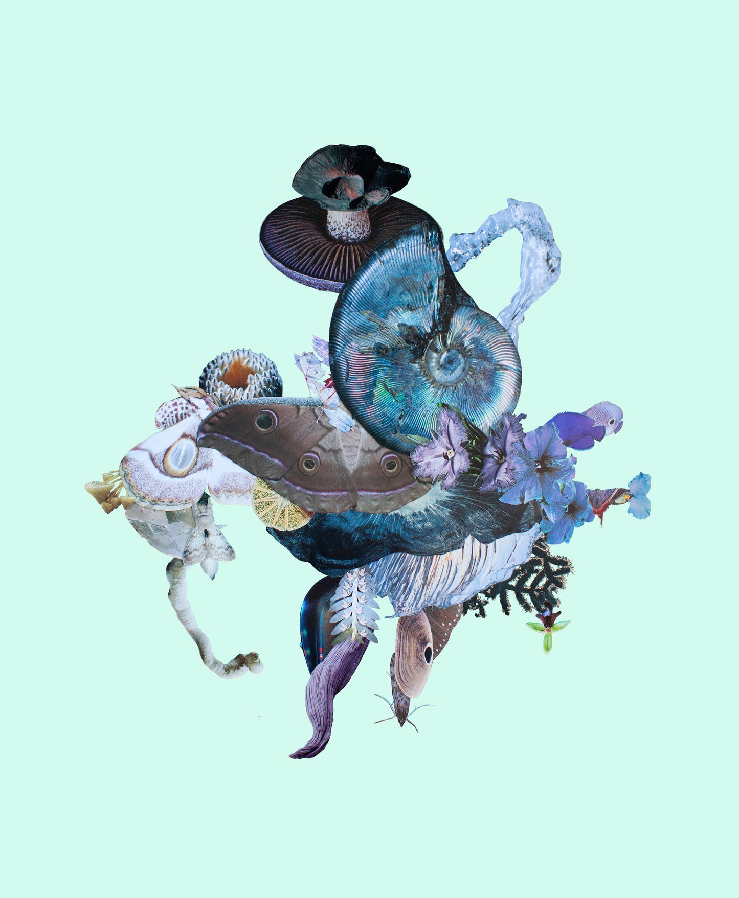 Viola Papillion